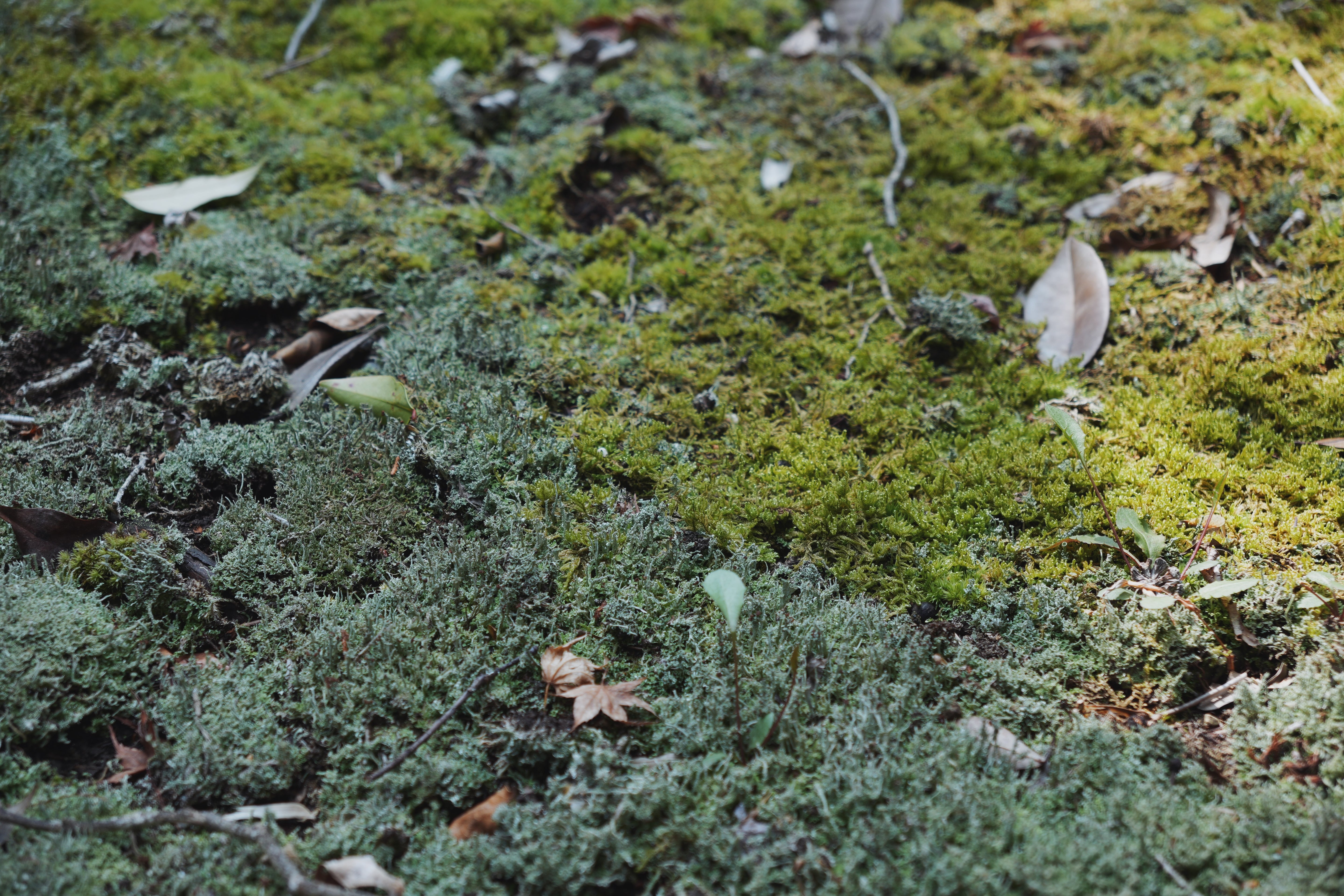 苔香居ツアー参加チケット